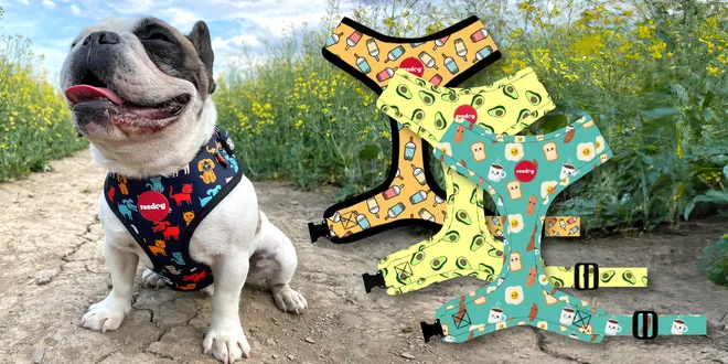 Designové postroje pro psy: různé velikosti a barvy
