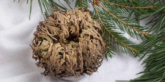 Nesmrtelná růže z Jericha v dárkovém boxu i s miskou