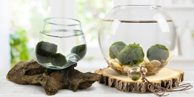 Roztomilá řasokoule: samotně i v nádobě