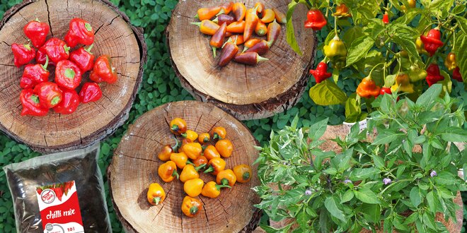Chilli semínka, substráty a sety pro úspěšné pěstování