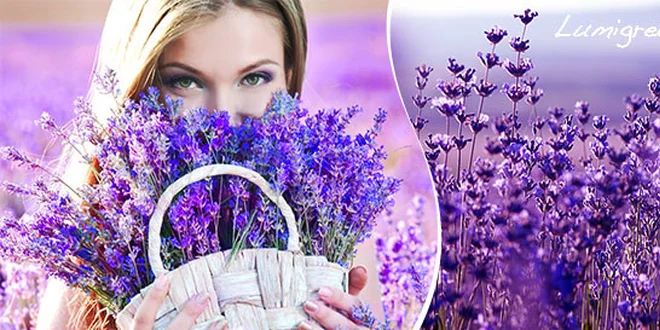 5 sadeníc voňavej levandule do vašej záhrady alebo na balkón