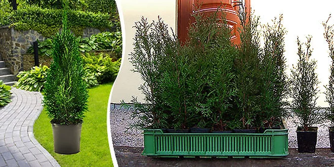 Stálozelená Tuja Smaragd