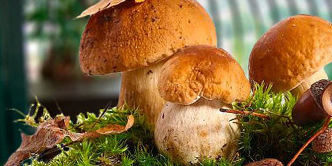 Dopestujte si hríby vo vlastnej záhrade