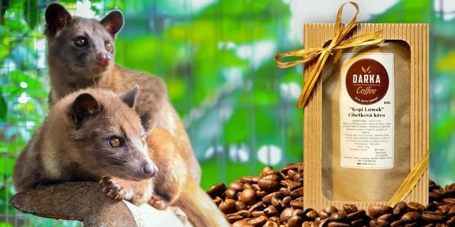 Vzácna cibetková káva: Kopi Luwak 100 % Arabica