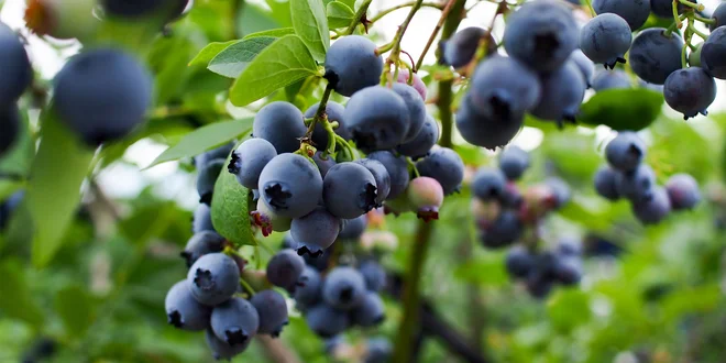 Sadenice šťavnatých čučoriedok – 3 odrody