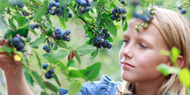 Sadenice šťavnatých čučoriedok – 3 odrody