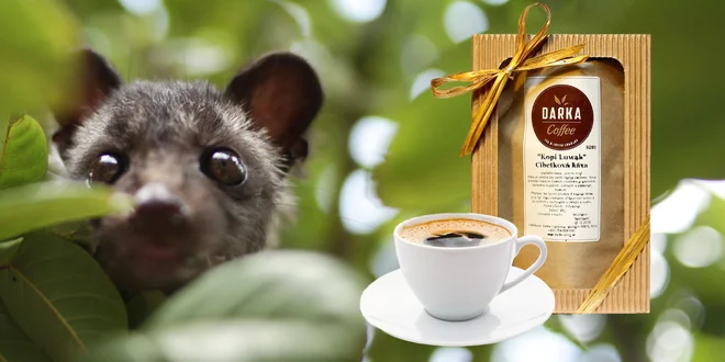 Vzácna cibetková káva: Kopi Luwak 100 % Arabica