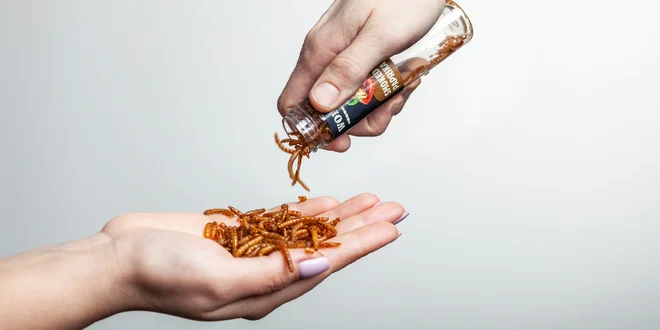 Darčekový set cvrčkov a červíkov: pikantné aj v čokoláde