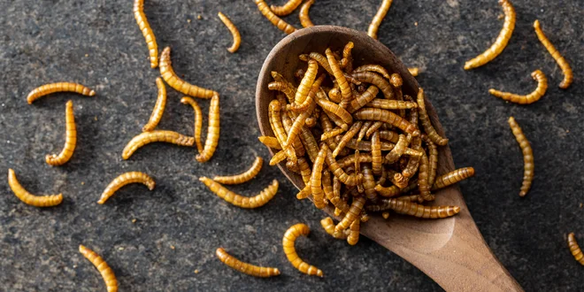 2 – 9 ks balenia sušených červíkov so soľou, cesnakom alebo chilli