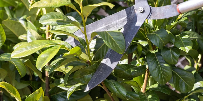 Mrazuvzdorný vavrínovec lekársky: Záhradný ker v troch veľkostiach