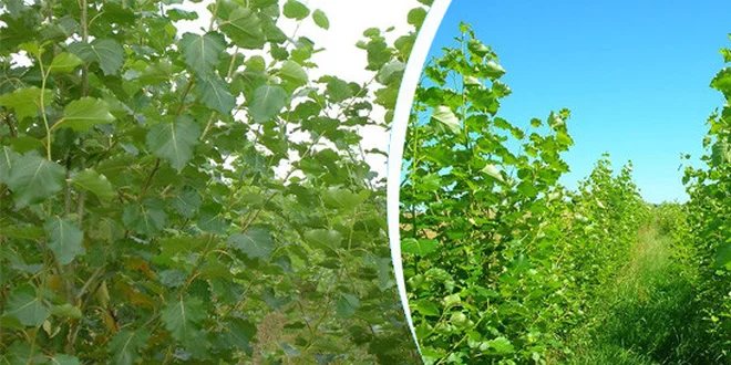 Japonský topol - nekrácené řízky v prýtech (celé pruty přepočteny na řízky 20 cm dlouhé)