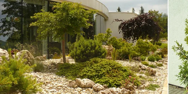 5 keřů Thuja occidentalis - ozdoba i živý plot!
