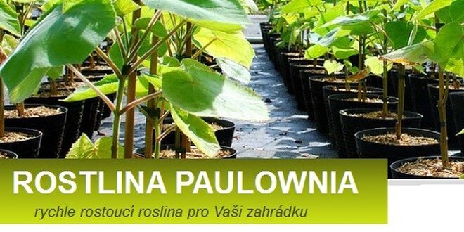 5 ks rychle rostoucí rostliny PAULOWNIA