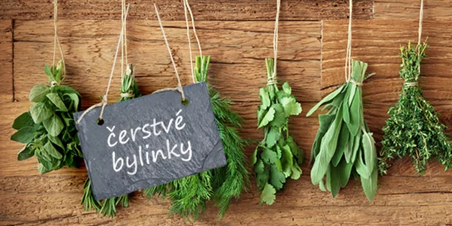 6 bylinek dle vašeho výběru v květináčích