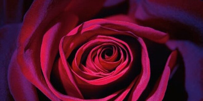 Červenofialová růže