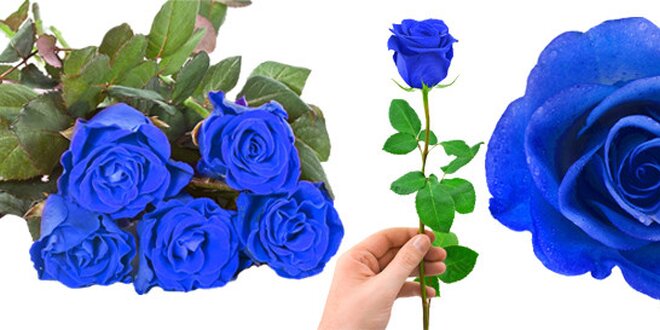 200 semen vzácné modré růže + dárek