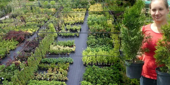 Levandula, šalvia, tymián na okrasu aj varenie alebo Stromček Thuja