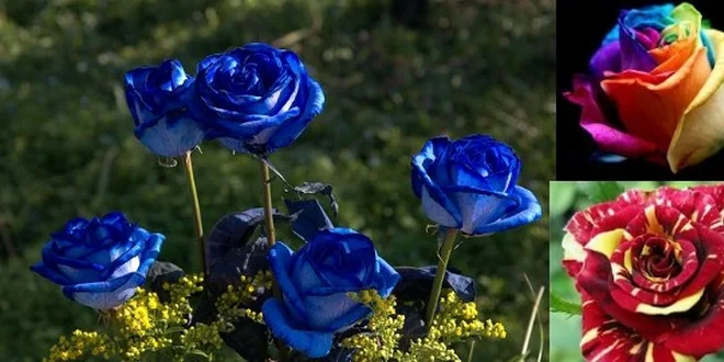 200ks semen barevných růží včetně poštovného