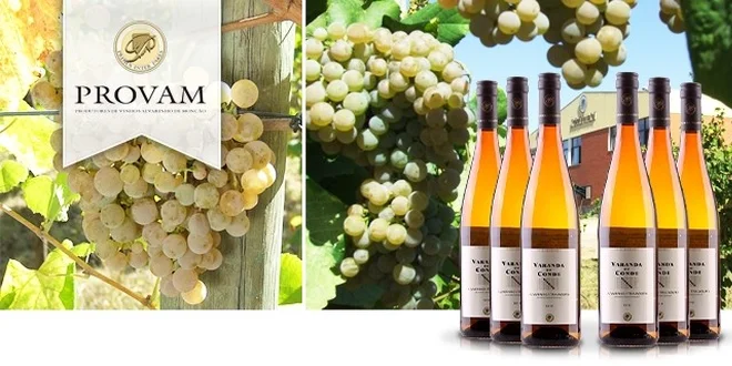 6 portugalských Vinho Verde z tradičních odrůd Alvarinho/Trajadura