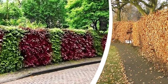 Živý plot z habrů nebo buků