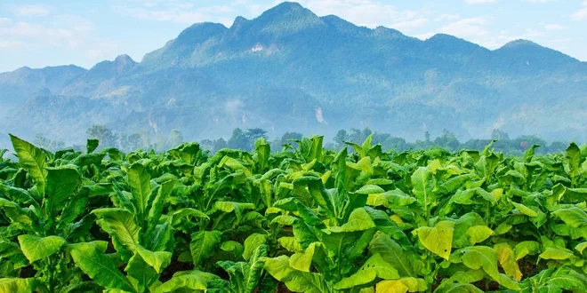 3 ks skvělých doutníků Flor de Besana