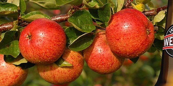 Degustační box 3 druhů jablečných anglických Westons ciderů