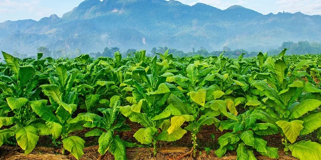 Prémiové doutníky DonKiki Torpedo Natural