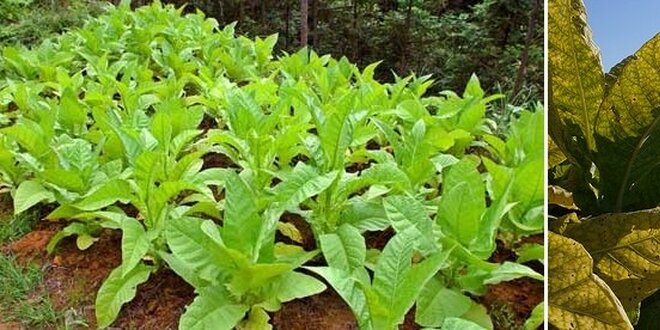 Semínka tabáku Burley (maxi balení) - domácí tabák