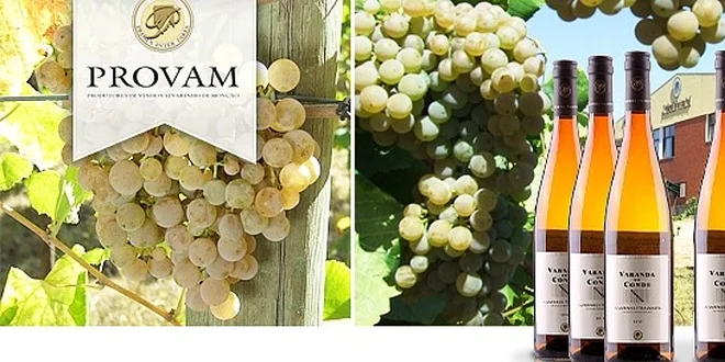 6 portugalských Vinho Verde z tradičních odrůd Alvarinho/Trajadura