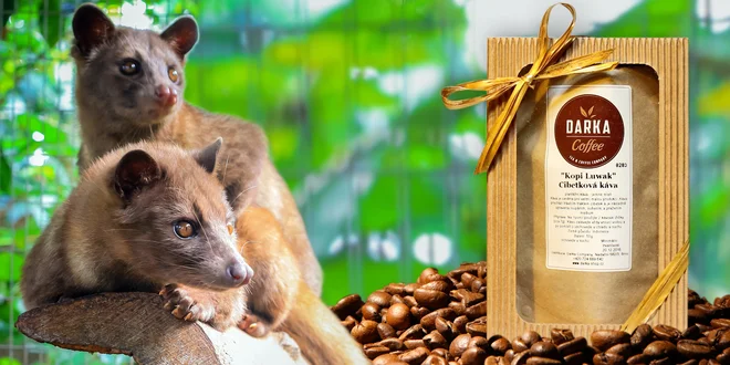 Vzácná cibetková káva: Kopi Luwak 100% Arabica