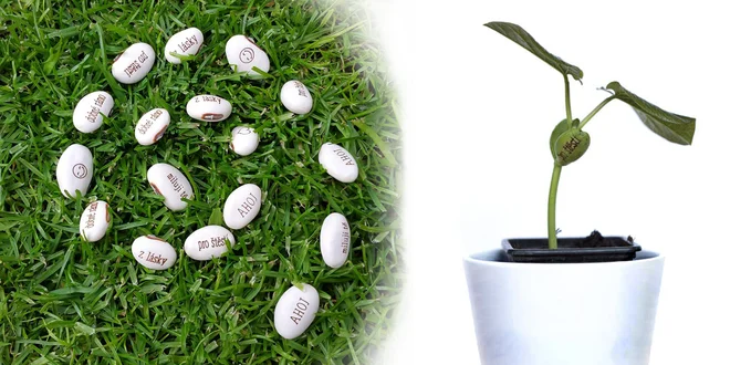 Kouzelné fazolky s 6 různými nápisy