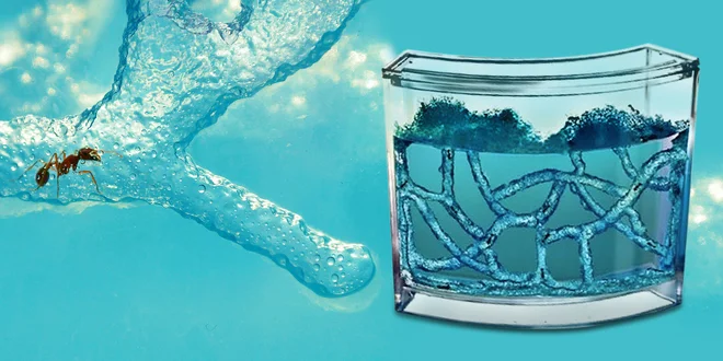 Antquarium - gelové mraveniště přímo u vás doma