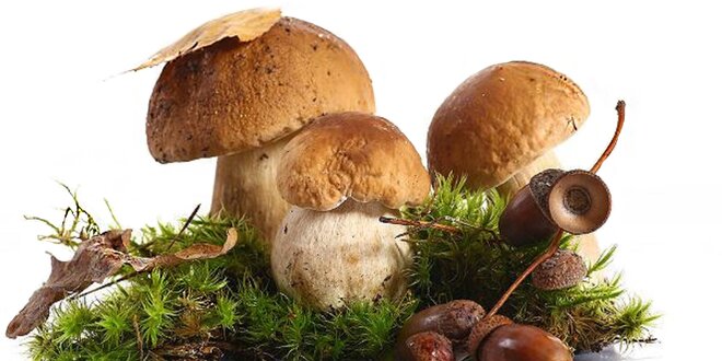 2 pěstební sadby šesti druhů lesních hub