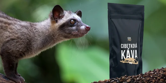 Cibetková káva z Bali od volně žijících cibetek: 50 g