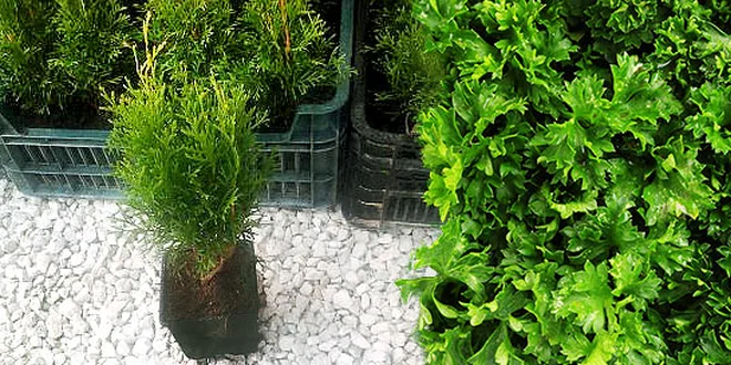 Thuja smaragd alebo mix byliniek