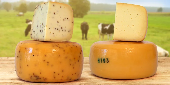 3,5kg bochník horského bio-sýra z rodinné farmy