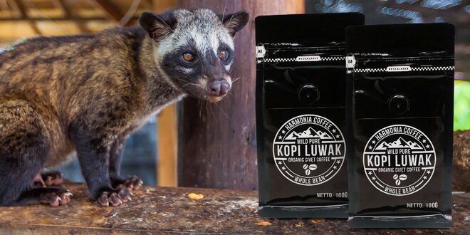 Cibetková káva Kopi Luwak z divoké přírody
