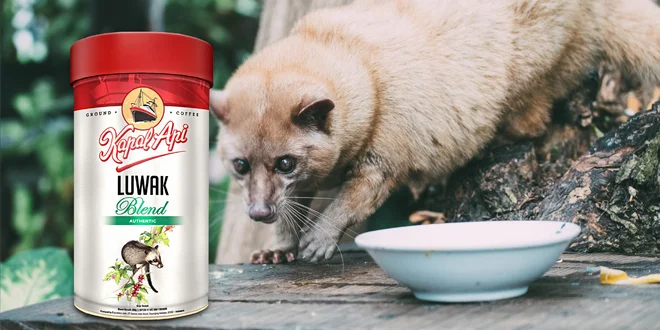 Cibetková káva Kopi Luwak z Indonésie: 200 g, až 4 ks