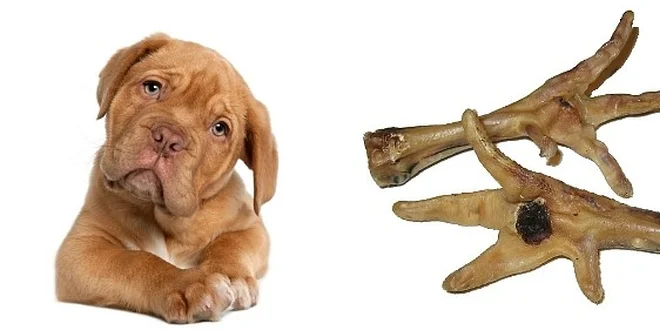 1 kg čerstvých sušených kuřecích pařátků