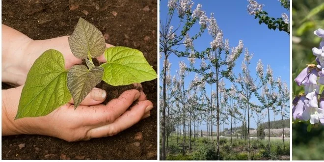 Sazenice rychlerostoucí dřeviny Paulownia Kirl