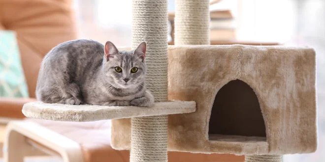 Škrabadla a šplhací stromy pro kočičí kamarády