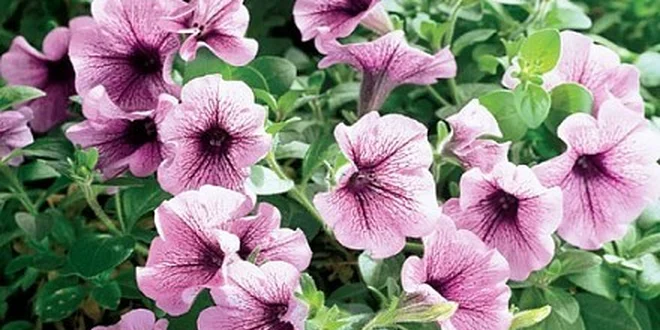 299 Kč za krásná rozkvetlá okna bez starostí a práce. Sleva 40 %