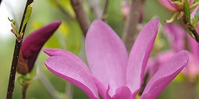 Magnolia Suzan, vonný mrazuvzdorný kvetoucí keř do Vaší zahrady