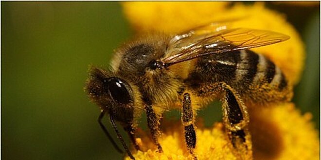 1 kg českého včelího medu přímo od včelaře v hodnotě 165 Kč
