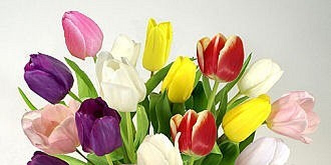 275 Kč za 19 čerstvých a kvalitních tulipánu i teď v zimě v hodnotě 550 Kč