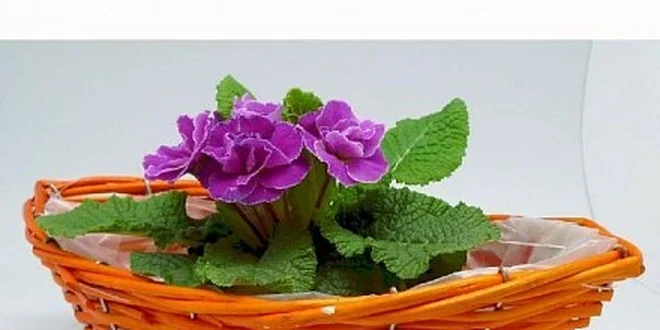 199 Kč za poukaz na proutěné a dárkové zboží v hodnotě 400 Kč