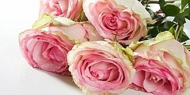 Jen 199 Kč za kytici pěti růží s rozvozem zdarma po Olomouci a Prostějově