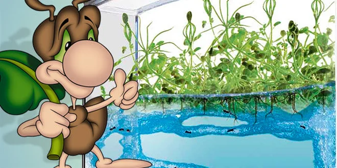 Antquarium, mravenčí akvarium.  Objevte svět mravenců!