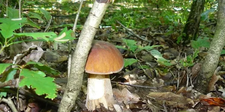 A nezapomeňte zkusit své štěstí v místních lesích. Je to houbařský ráj.