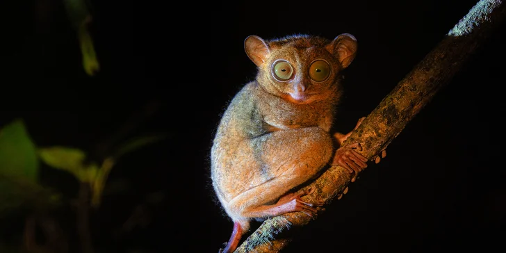 Nartoun, Borneo, Malajsie